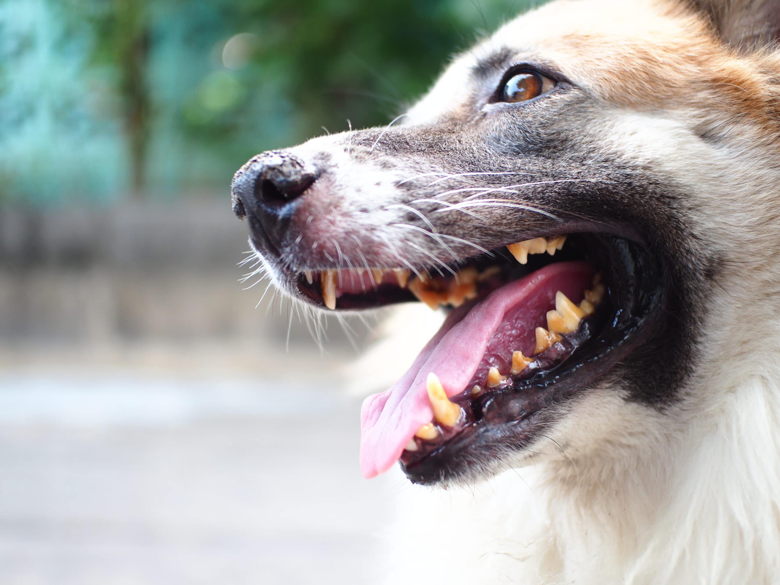 Hund mit Zahnfleischentzündung sitzt im Freien
